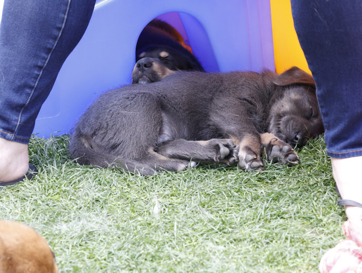 chinook dog